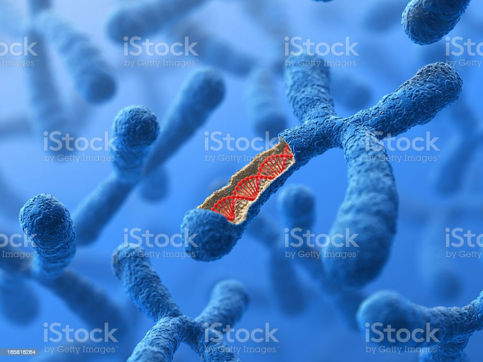 Chromosomen en DNA