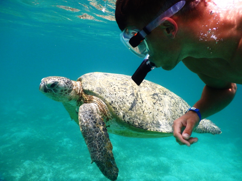 Snorkelen met een groene zeeschildpad in de Rode zee.