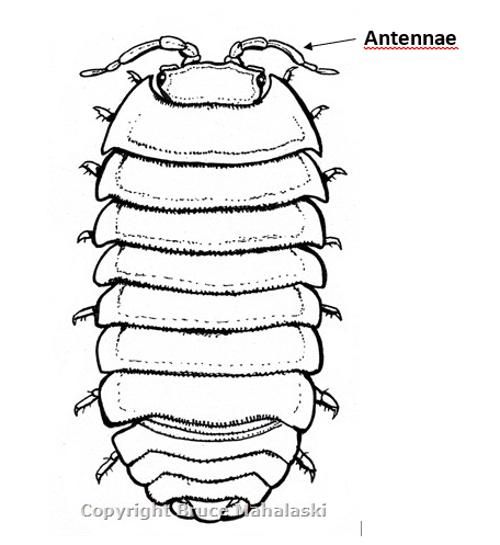 Antennae
