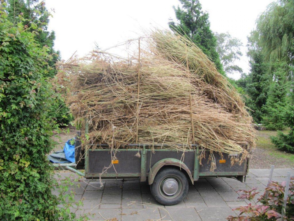 De zaden moeten uit deze berg planten opgeschoond worden, een hele klus! Bron: S. Bregman Clusius