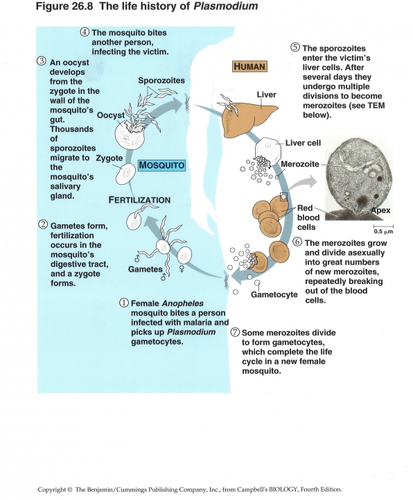 levenscyclus plasmodium
