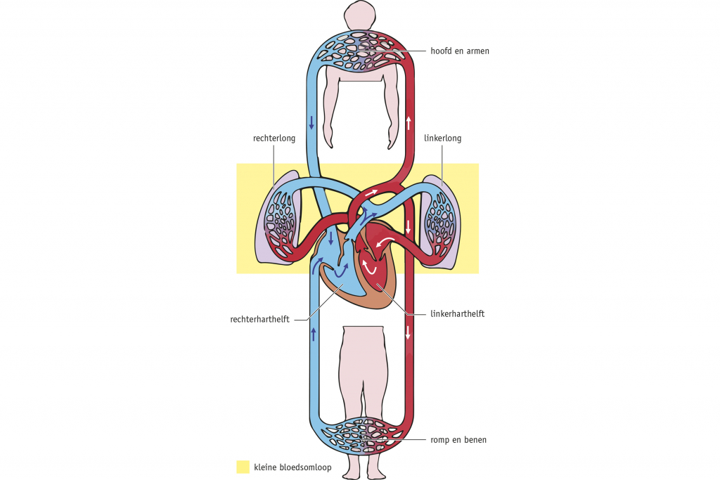 Afbeelding 2: Dubbele bloedsomloop van de mens
