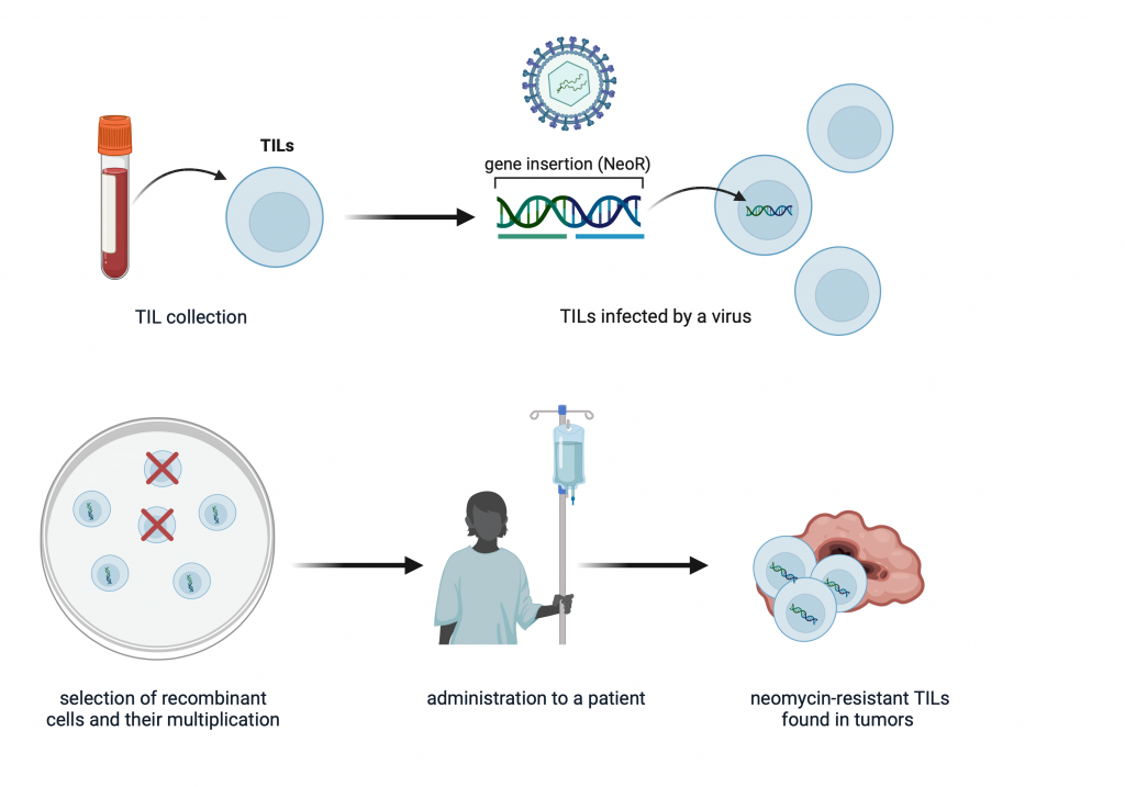 Figure 10.3 First introduction of foreign gene into the human body.