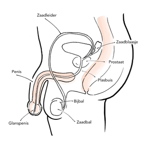 Voortplantingsstelsel van de man