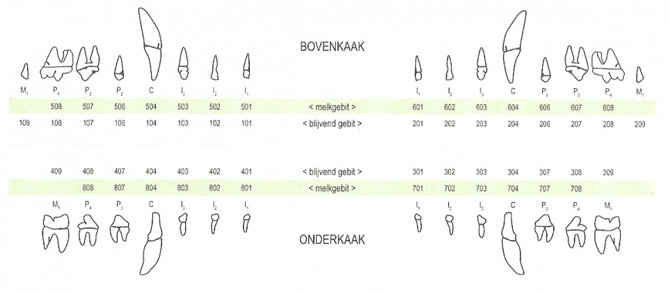 Analoge gebitsregistratiekaart Kat