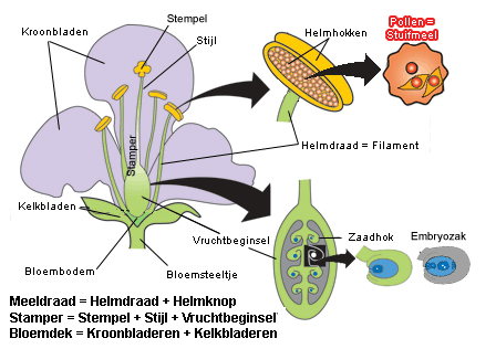 afbeelding: stamper en meeldraden