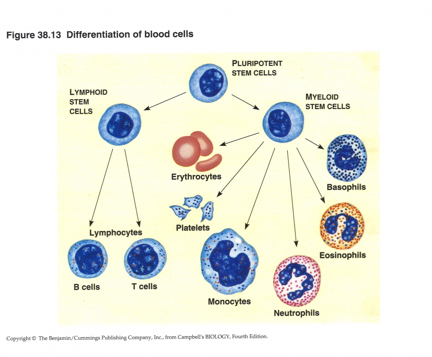 differentiatie bloedcellen