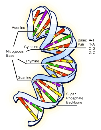 Bron: DNA String