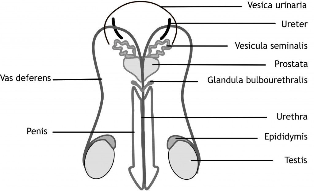Figuur 2.1 Schematische weergave van de geslachtsorganen van de man: frontale doorsnede. Vesica urinaria: urineblaas; ureter: urineleider; vesicula seminalis: zaadblaasje; prostata: prostaat; glandula bulbourethralis: bulbo-urethrale klieren/klieren van Cowper; urethra: urinebuis; epididymis: bijbal; testis: zaadbal; vas deferens: zaadleider.