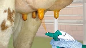 Hygiene mastitis