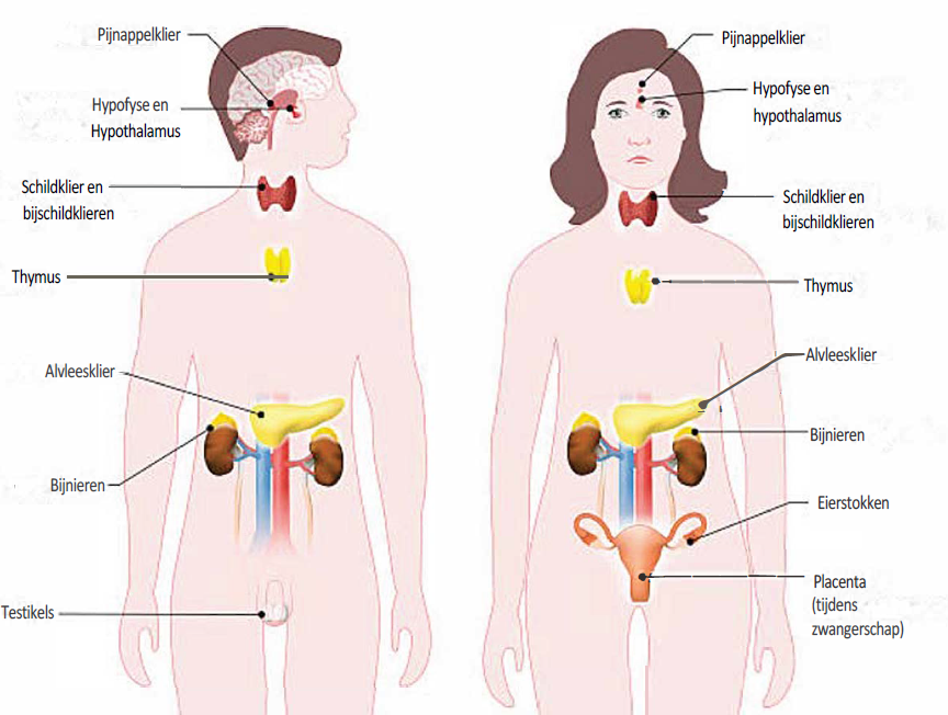 Afbeelding 2: Endocriene stelsel 