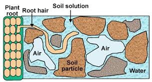 root hair in soil