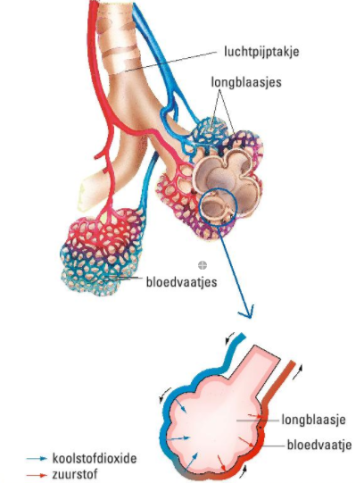 Afbeelding 3: Zuurstof in en koolstofdioxide uit het bloed