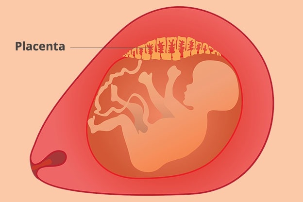 Baarmoeder met de baby en de placenta