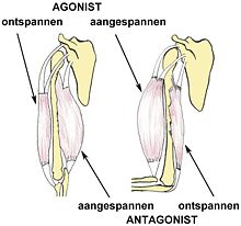 Bron: http://www.bioplek.org/animaties/spieren_botten/antagonisten.html