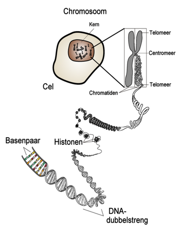 Figuur1 : Chromosoom (bron: Wikipedia)