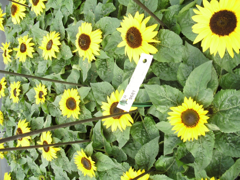 Inteeltlijn van zonnebloem. In dit geval zijn de planten al vier generaties achter elkaar zelfbestoven. Hierdoor zijn de planten homozygoter geworden. Er zich echter nog steeds verschillen tussen de planten zichtbaar. Bron: Kieft Seeds.