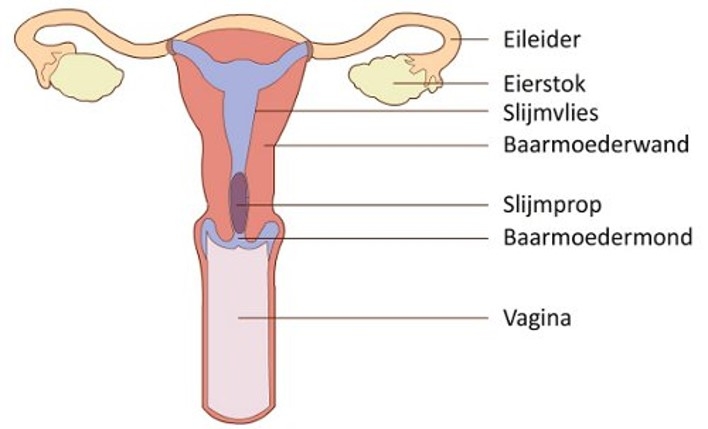 De vrouwelijke geslachtsorganen van een dier met een gewone enkelvoudige baarmoeder