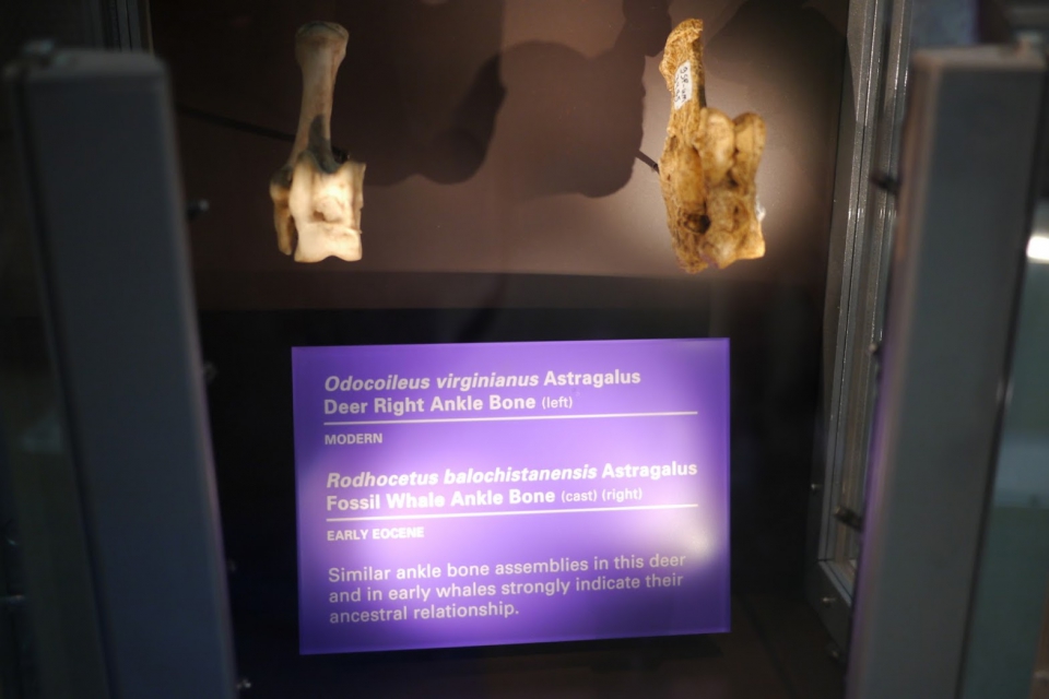 Smithsonian - Washington: Astralagus botten (Photographer: JJ Wietsma)