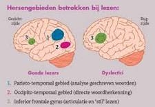 Hersengebieden betrokken bij lezen