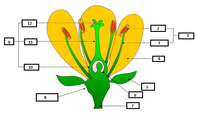 Onderdelen van een bloem