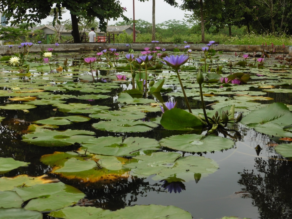 Vijver met allerlei verschillende waterlelies