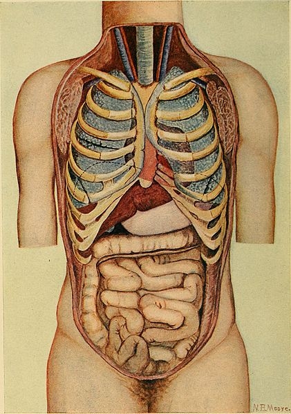Afbeelding 8: De torso