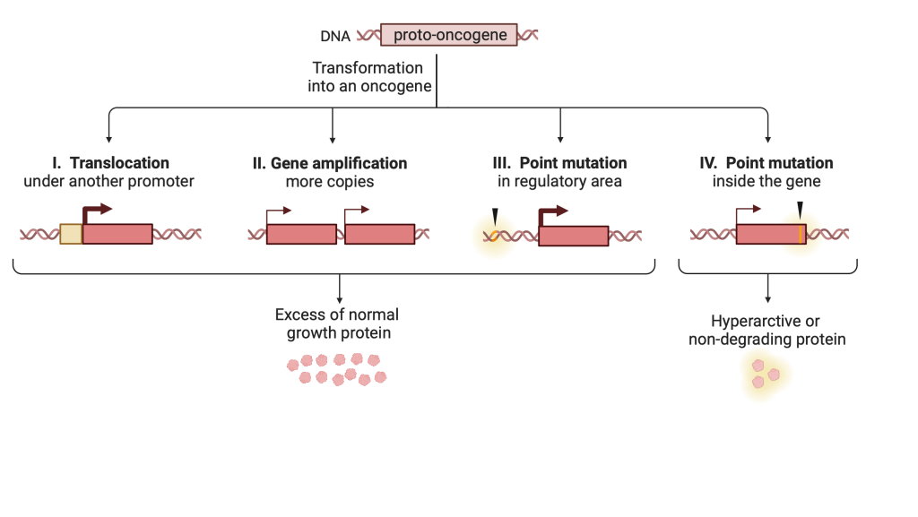 Figure 9.4 Transformation of a proto-oncogene to an oncogene.