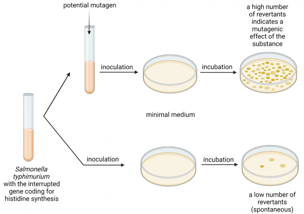 Figure 12.5 Scheme of the Ames test. The test is used to determine the mutagenic effect of various substances. The number of colonies growing on the medium is evaluated. The higher the number of colonies, the higher the ability to trigger the formation of mutations.