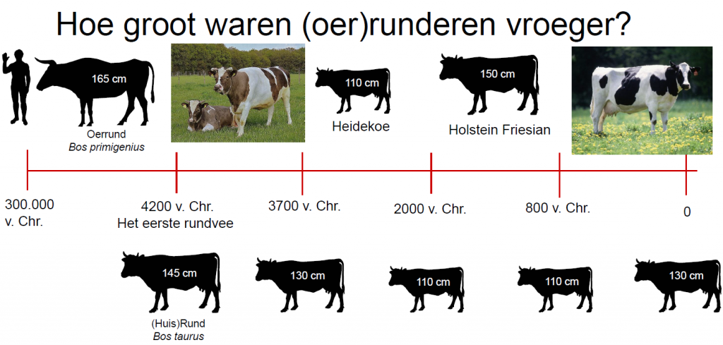 domesticatie van rundvee: veranderingen in grootte.  © Nathalie Brusgaard