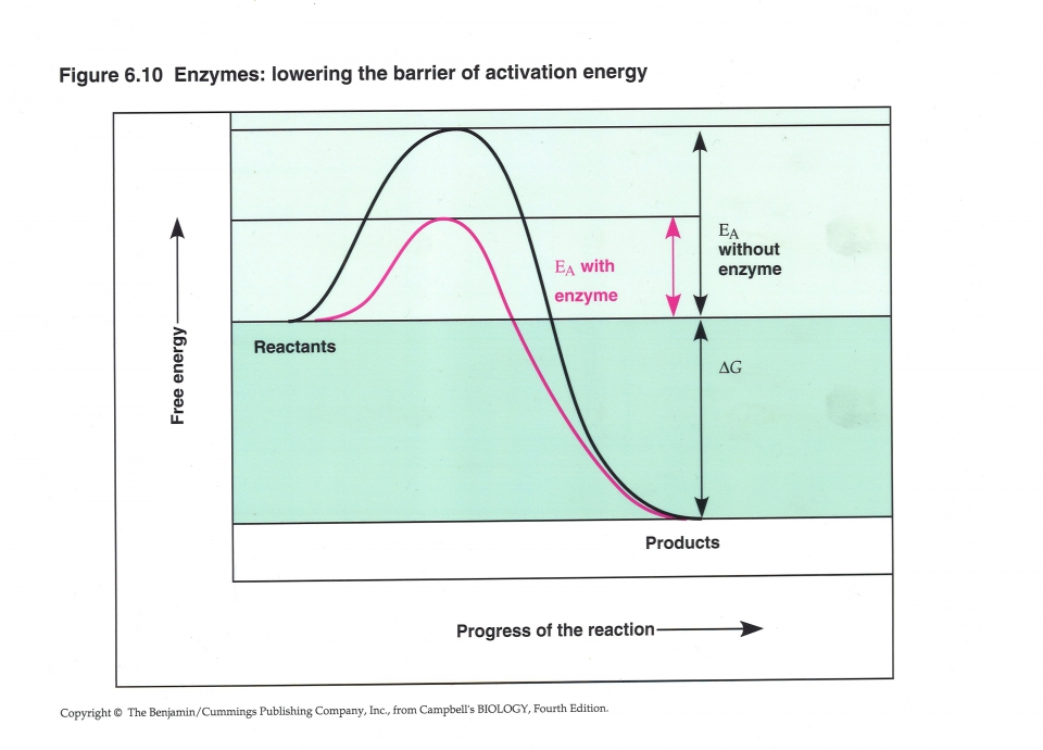 Enzymen verlagen de activeringsenergie