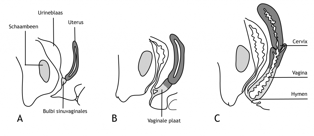 Figuur 14.4 Opeenvolgende stadia van de vorming van de vagina en uterus. Ontleend aan: Sadler TW. Langman’s Medical Embryology. Twaalfde druk. Philadelphia PA, Lippincott Williams & Wilkins (2012).