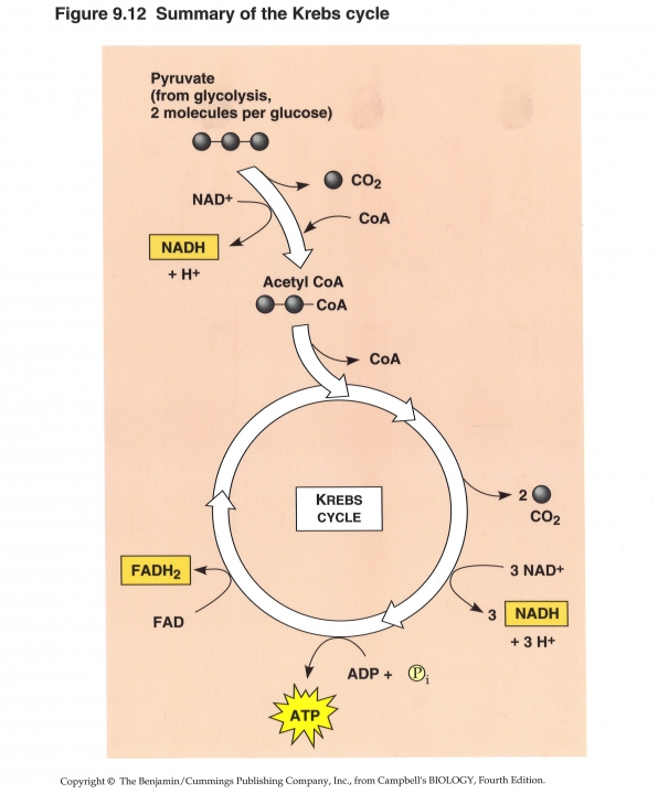 Samenvatting Citroenzuurcyclus