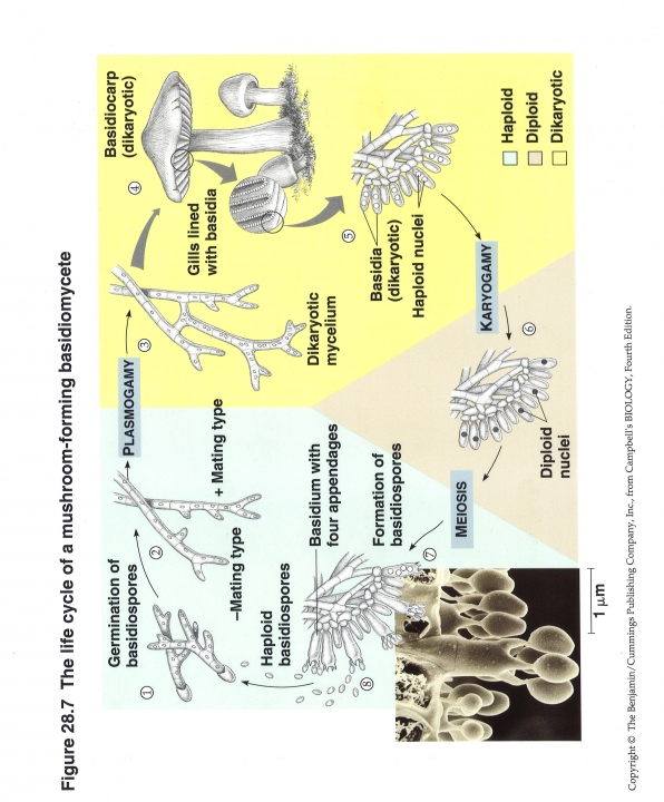 Levenscyclus paddenstoel