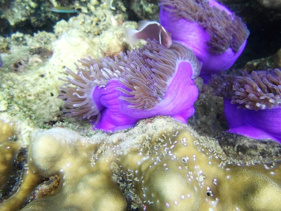 Halsband Anemoonvis in de Grote Oceaan.