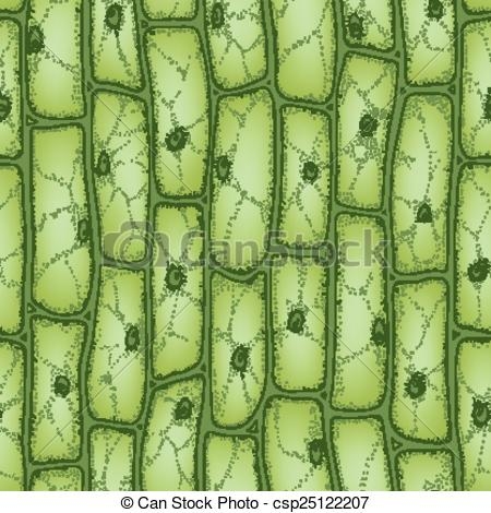 de plantencel onder een microscoop