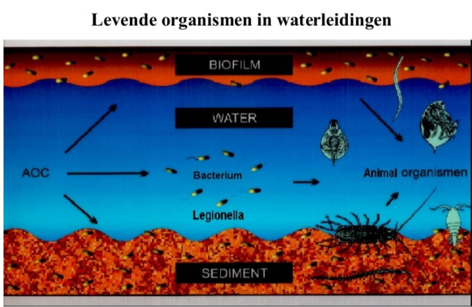 Leven in een waterleiding