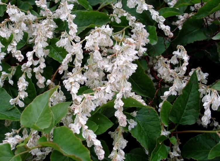 Fallopia baldschuanica