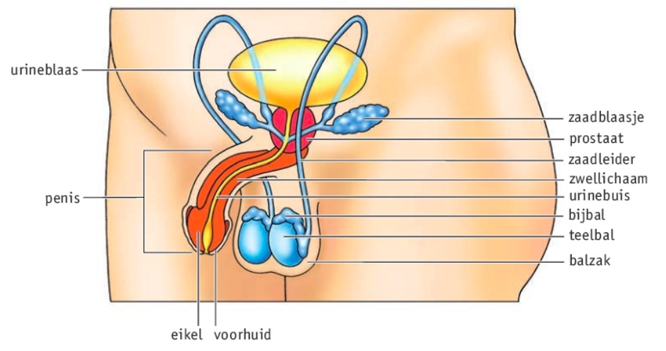 Het voortplantingsstelsel van een man (schematisch)