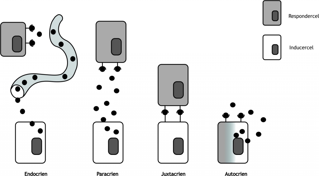Figuur 1.2  Varianten van cellulaire signalering met betrekking tot de afstand tussen de inducercel en de competente respondercel. Bij de vierde variant, autocriene signalering, is de cel tegelijkertijd inducer en responder. Zwarte bolletjes zijn een schematische weergave van signaaleiwitten.