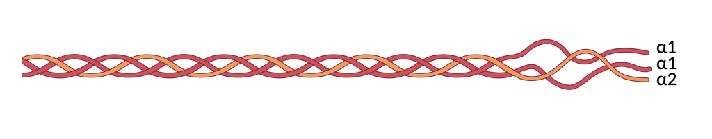 Figure 16.2 Structure of collagen. Type I collagen is a heterotrimer composed of two α1 chains and one α2 chain, which are folded together into a right-handed helix.