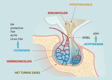 Afbeelding 5: Hypofyse