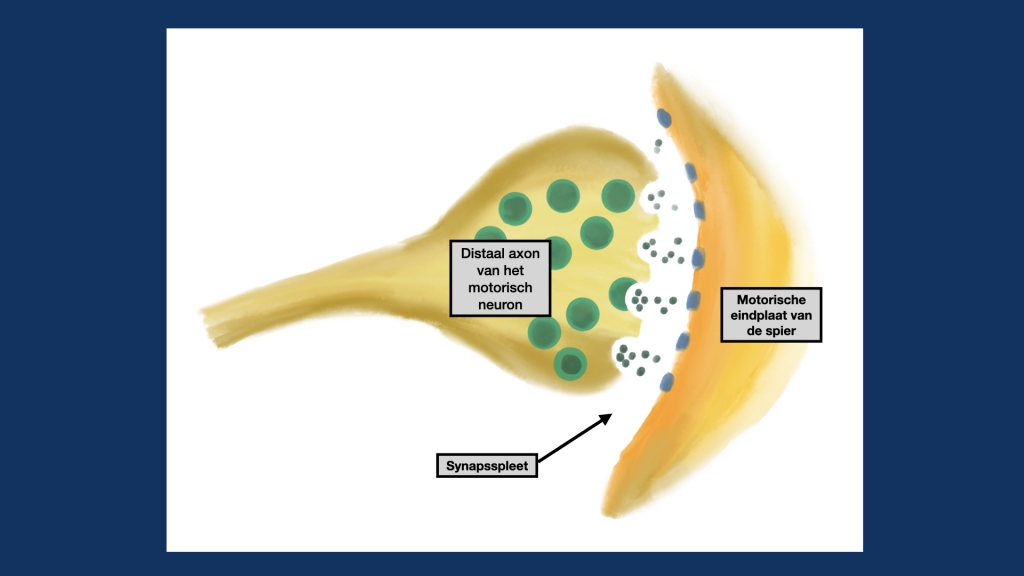 De neuromusculaire overgang bestaat uit het distale deel van het axon van het motorisch neuron, de synapsspleet en de postsynaptische eindplaat van de spiervezel.