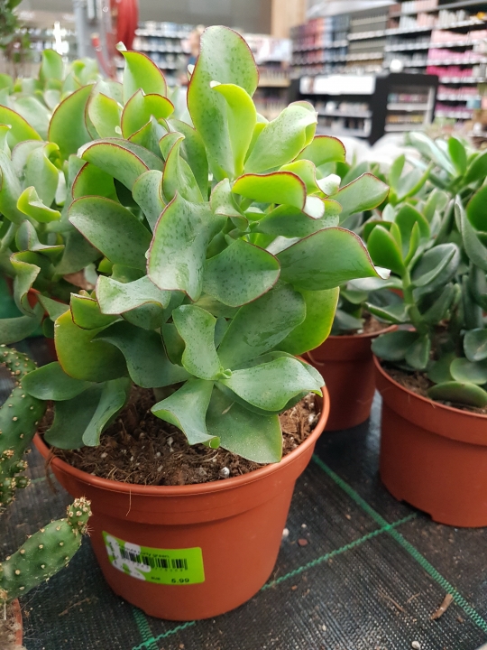 Crassula