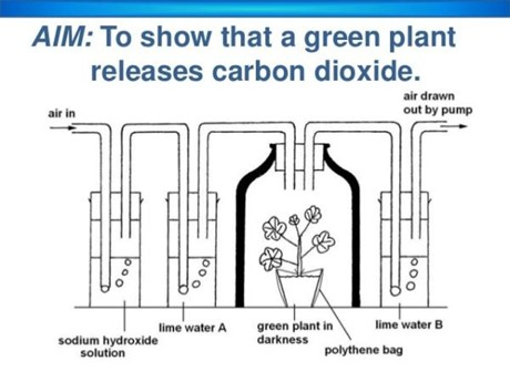 Figuur 4. Opstelling voor het aantonen van CO2 bij cellulaire respiratie