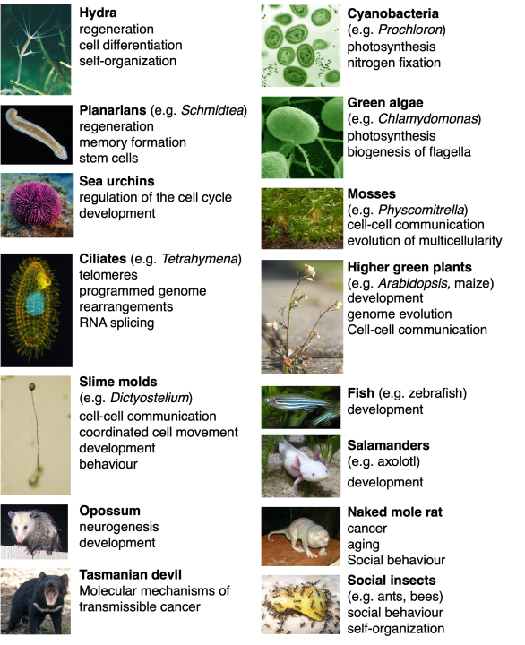 Figure 20.10 Examples of organisms and biological phenomena that they helped to uncover. 