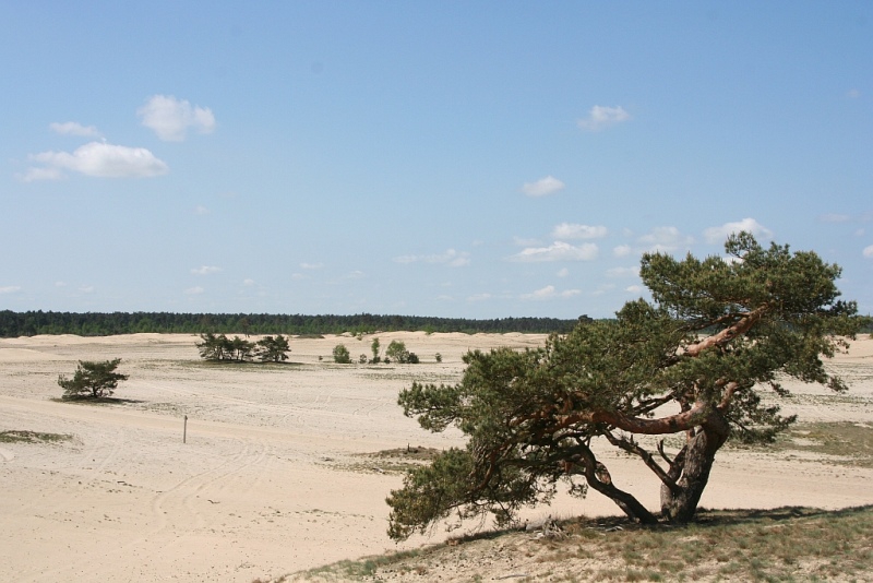 (bron: Henk Willekes/  www.schoonheidvandenatuur.nl)