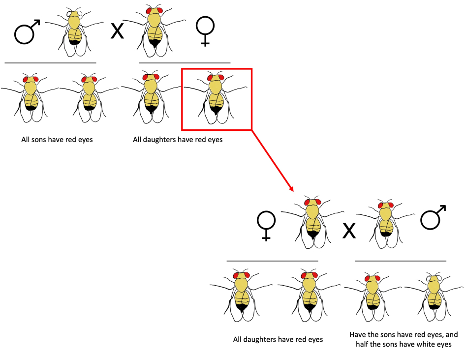 Figure 20.5 The experiment that led to the discovery of the localisation of genes on chromosomes. A white-eyed male and a red-eyed female produce exclusively red-eyed offspring. When their daughters are crossed with a red-eyed male, all the daughters will be red-eyed, but half of the sons will have white eyes. Try to explain this result when you know that the mutant allele of the gene controlling eye colour is located on the X sex chromosome.