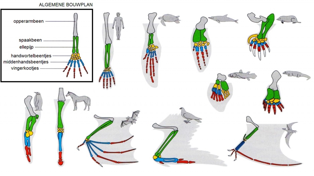 Overeenkomsten in bouw van voorpoten