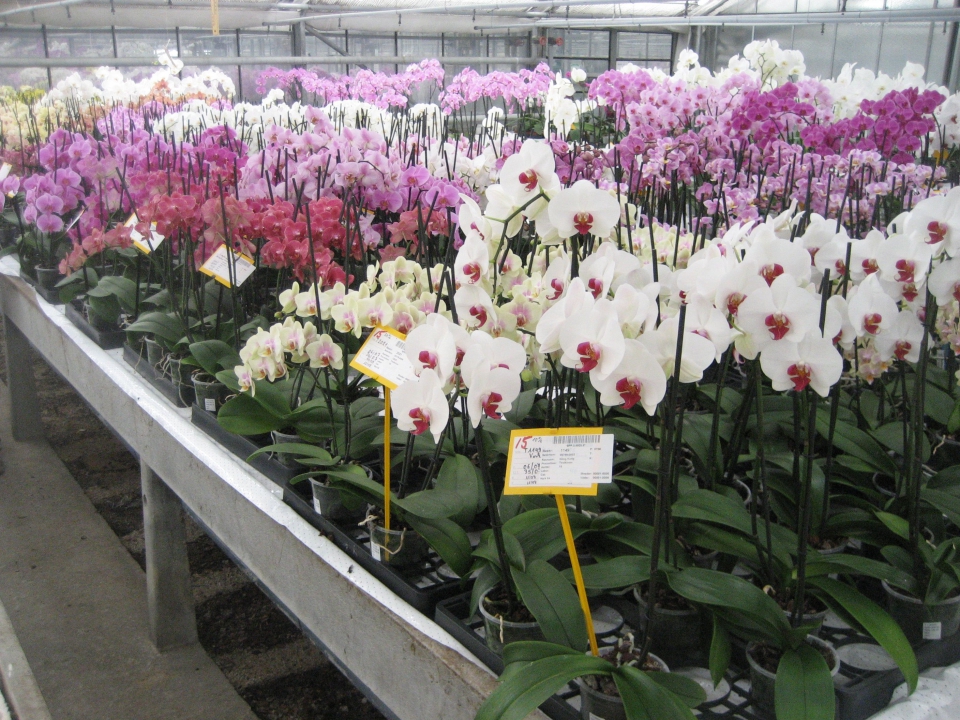 Klonen staan klaar om beoordeeld te worden. Van elk genotype worden 15 planten beoordeeld op kenmerken zoals aantal bloemen, plantopbouw en aantal gevormde takken. Bron: CAH Vilentum.